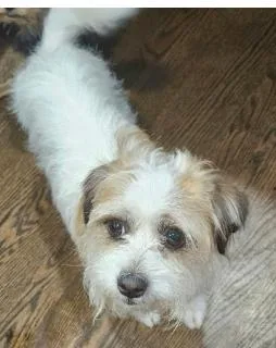 A young small-sized male Shih Tzu dog named Milo for adoption in Twin lakes, WI
