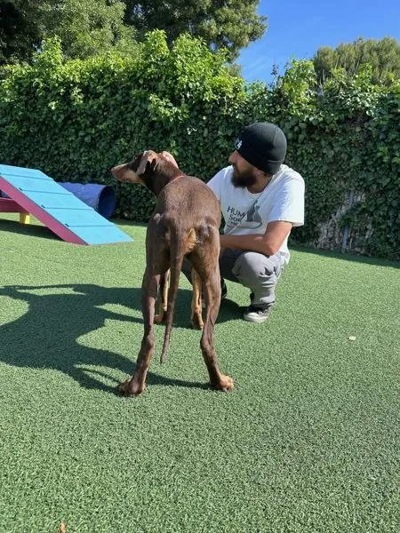 An adult medium-sized female Doberman Pinscher dog named Sasha for adoption in Vallejo, CA