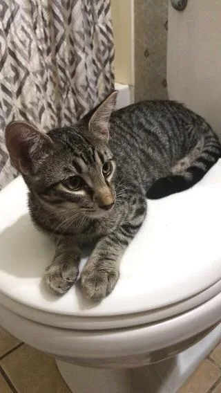 A young small-sized male Tabby cat named Beast for adoption in Plumerville, AR