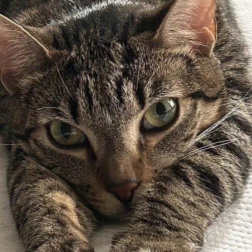 A young small-sized male Tabby (Gray / Blue / Silver) Domestic Short Hair cat named Croixx for adoption in Tampa, FL