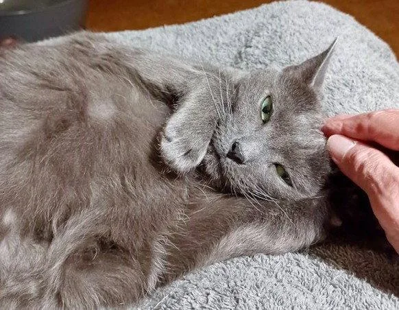A senior large-sized female Gray / Blue / Silver Domestic Short Hair cat named Cindy for adoption in Trenton, NJ