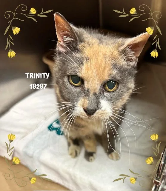 A senior small-sized female Calico Domestic Short Hair cat named Trinity for adoption in Marietta, GA