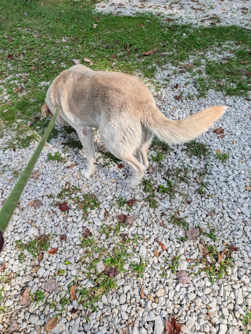An adult large-sized male Great Pyrenees dog named Tommy for adoption in Frenchburg, KY
