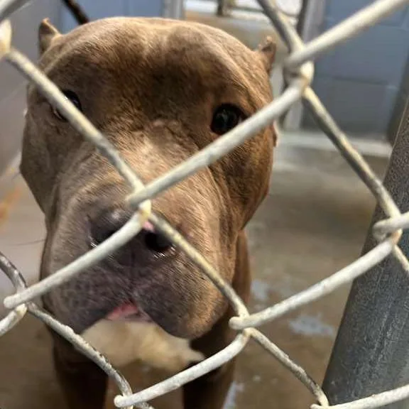 An adult medium-sized male Gray / Blue / Silver Mixed Breed dog named Kane for adoption in Gadsden, AL