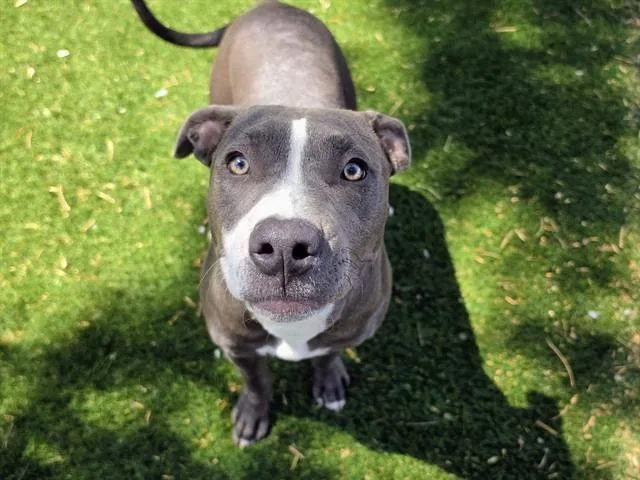 A young small-sized female Pit Bull Terrier dog named Cricket for adoption in Antioch, CA