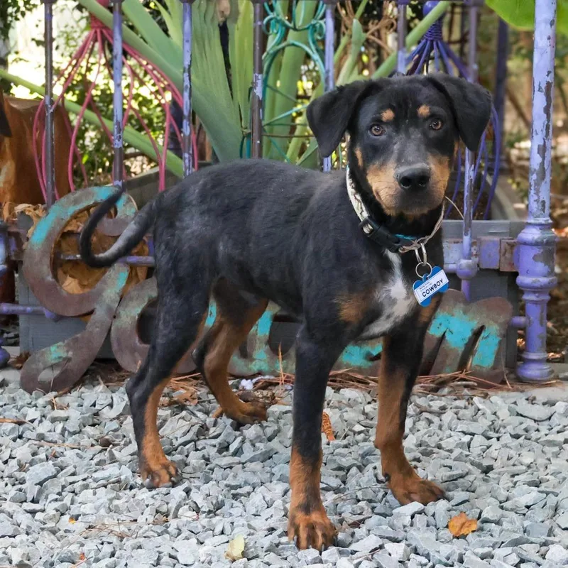 A young medium-sized male Black Rottweiler dog named Cowboy for adoption in Wake Forest, NC