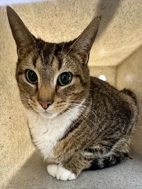 An adult medium-sized male Domestic Short Hair cat named Joy for adoption in Derwood, MD