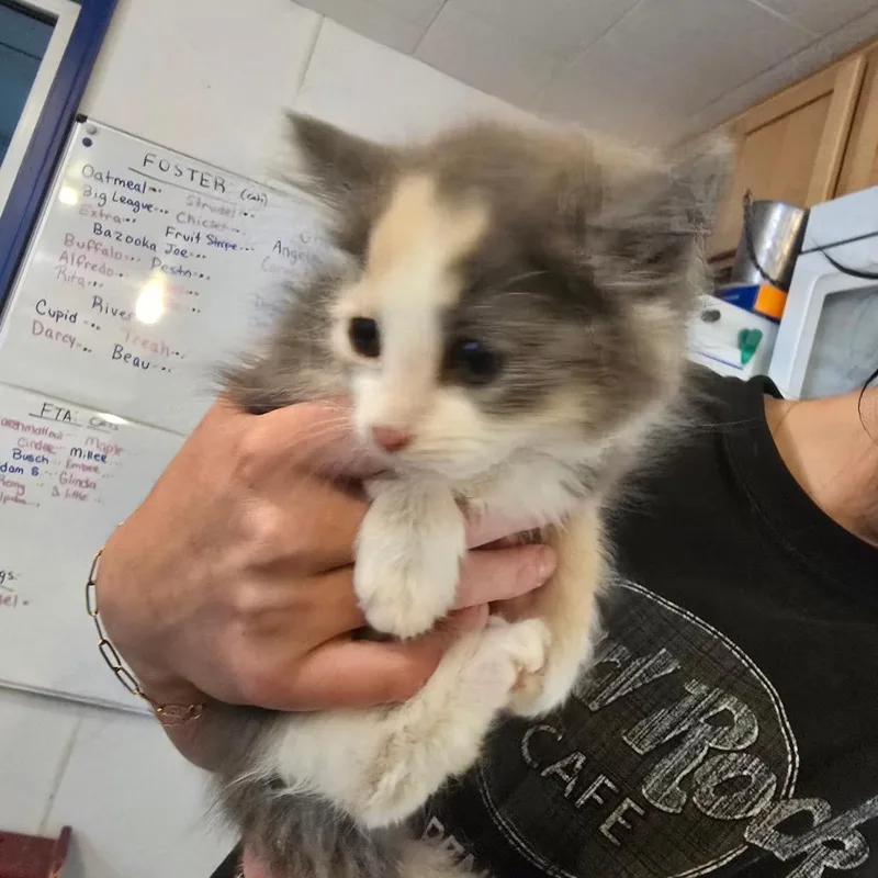 Kiwi thumbnail 4