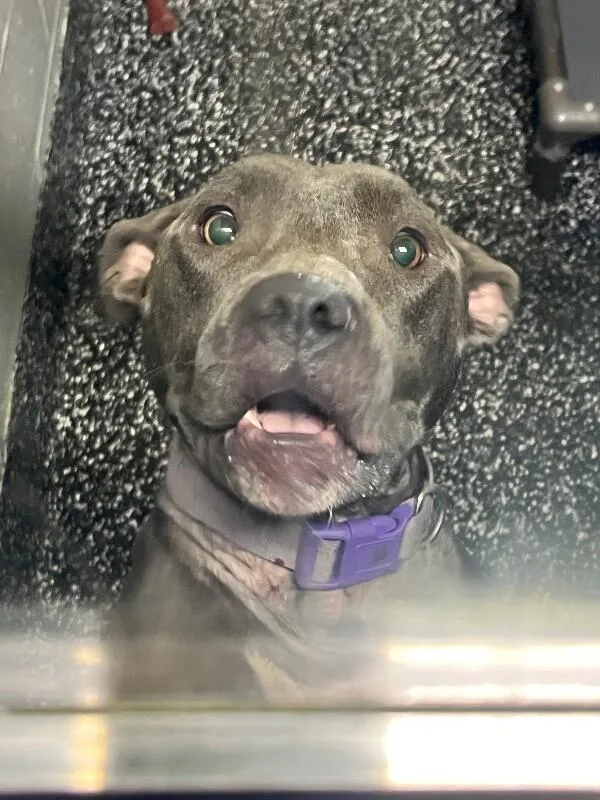 An adult medium-sized female Pit Bull Terrier dog named Cardi for adoption in Jackson, TN