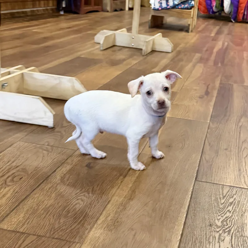 Peanut