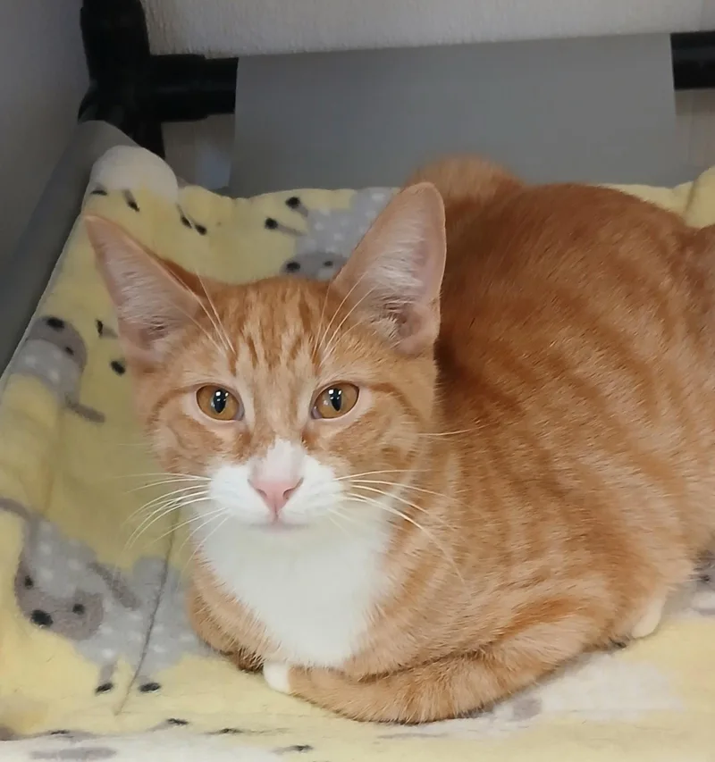 A baby medium-sized male Orange & White Tabby cat named Dumpling for adoption in Bay City, MI