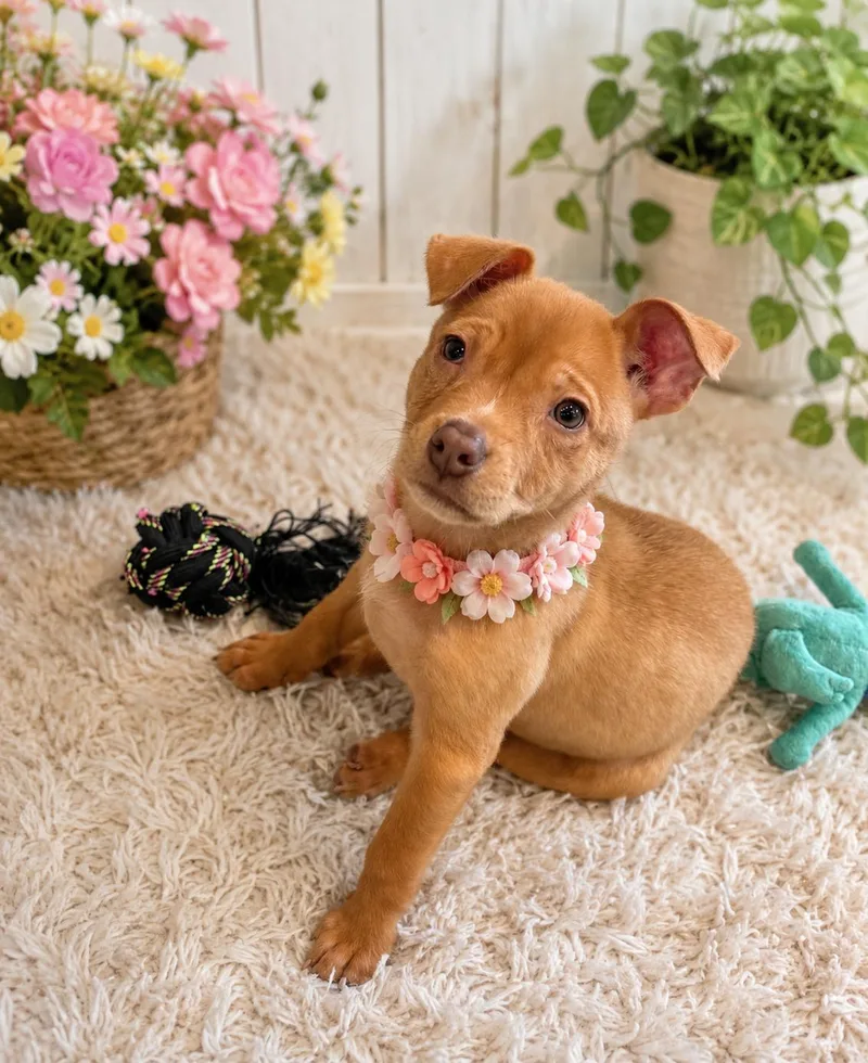 A baby medium-sized female Red / Chestnut / Orange Pit Bull Terrier dog named Chicken Nugget for adoption in Phoenix, AZ