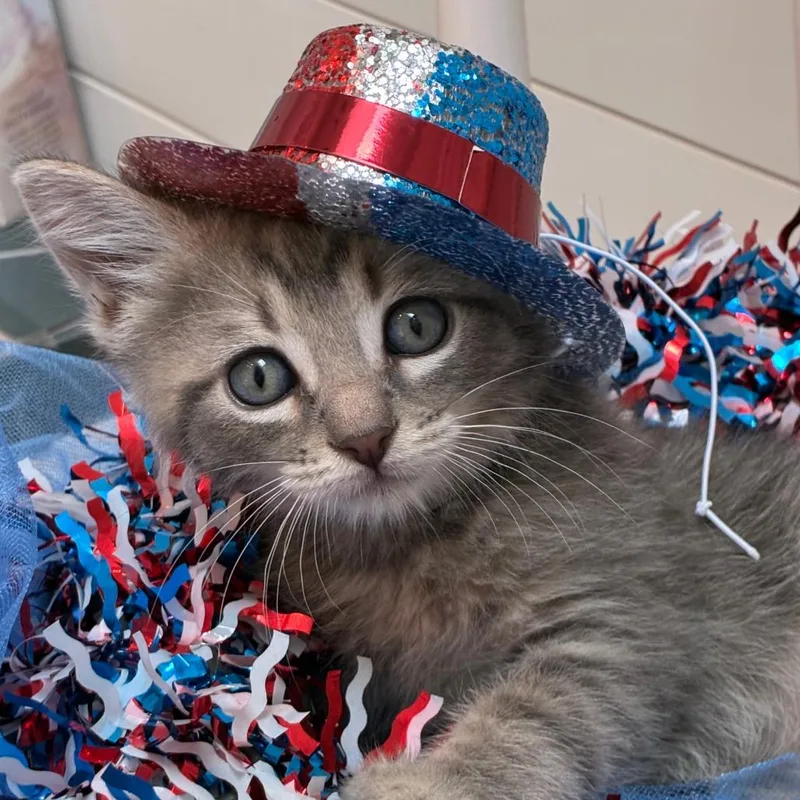A baby small-sized male Gray / Blue / Silver Domestic Short Hair cat named Chicago for adoption in Evansville, IN