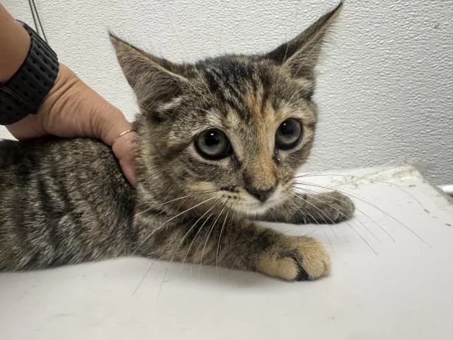 A baby medium-sized female Domestic Short Hair cat named Thyme for adoption in Los Angeles, CA
