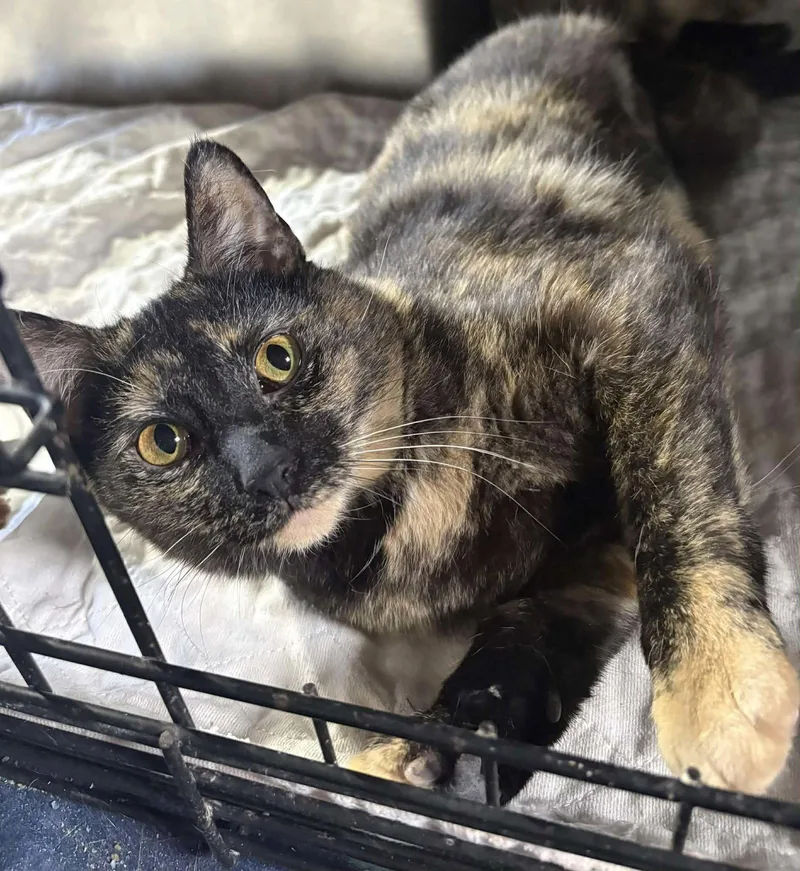 An adult medium-sized female Domestic Short Hair cat named Clove for adoption in Dalzell, IL