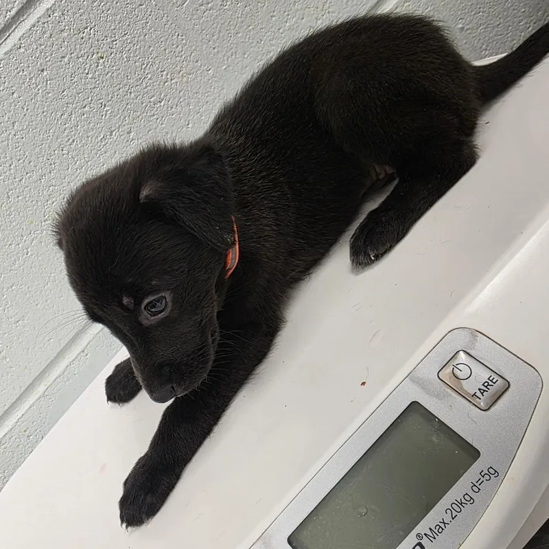 A baby small-sized female Mixed Breed dog named Forest creek for adoption in Chattanooga, TN