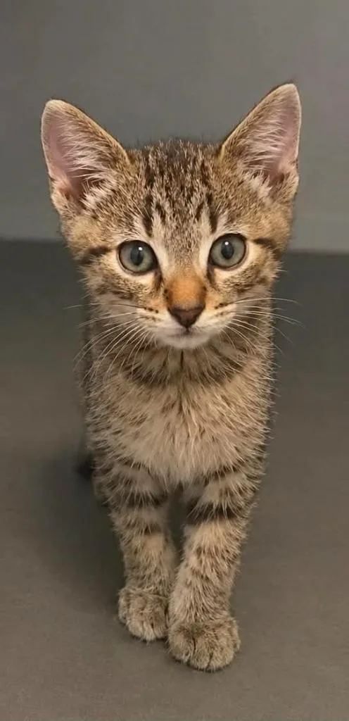 A baby small-sized male Domestic Short Hair cat named Tuck for adoption in Columbia, TN