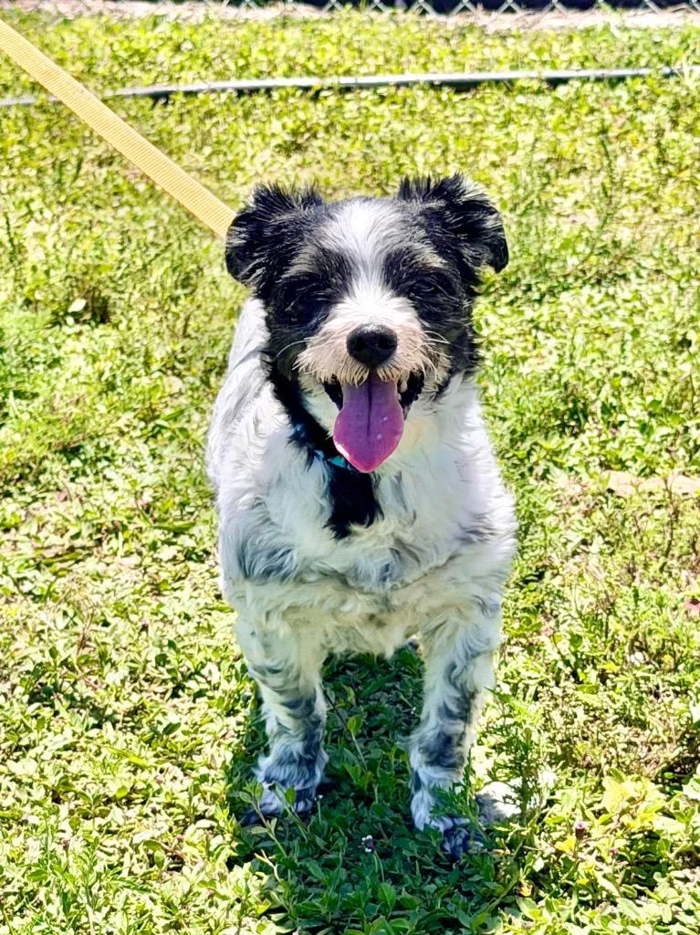 A senior small-sized female Maltese dog named Kyla for adoption in Cape Coral, FL