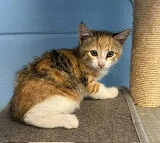 A baby small-sized female Domestic Short Hair cat named Sorbet for adoption in Lunenburg, MA