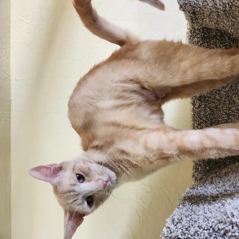 An adult medium-sized female Orange / Red Tabby cat named Peaches for adoption in Prescott, AZ