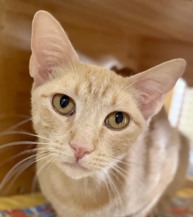 Peaches thumbnail 3