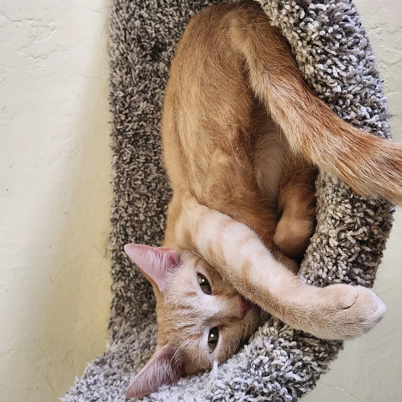 Peaches thumbnail 4