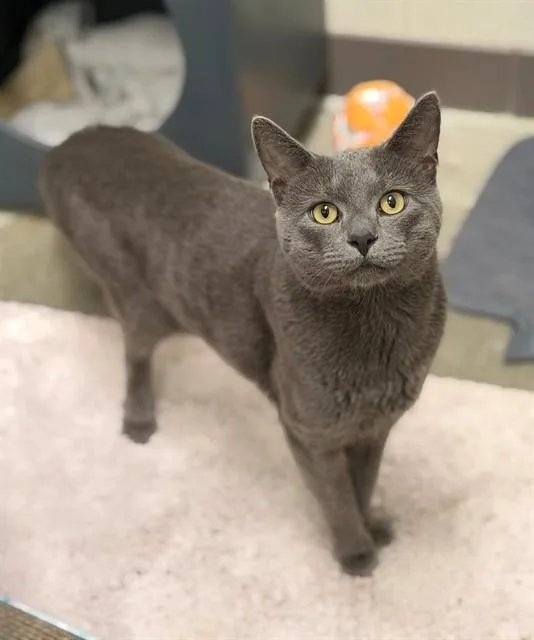 A young medium-sized male Domestic Short Hair cat named Masmush for adoption in Leesburg, VA