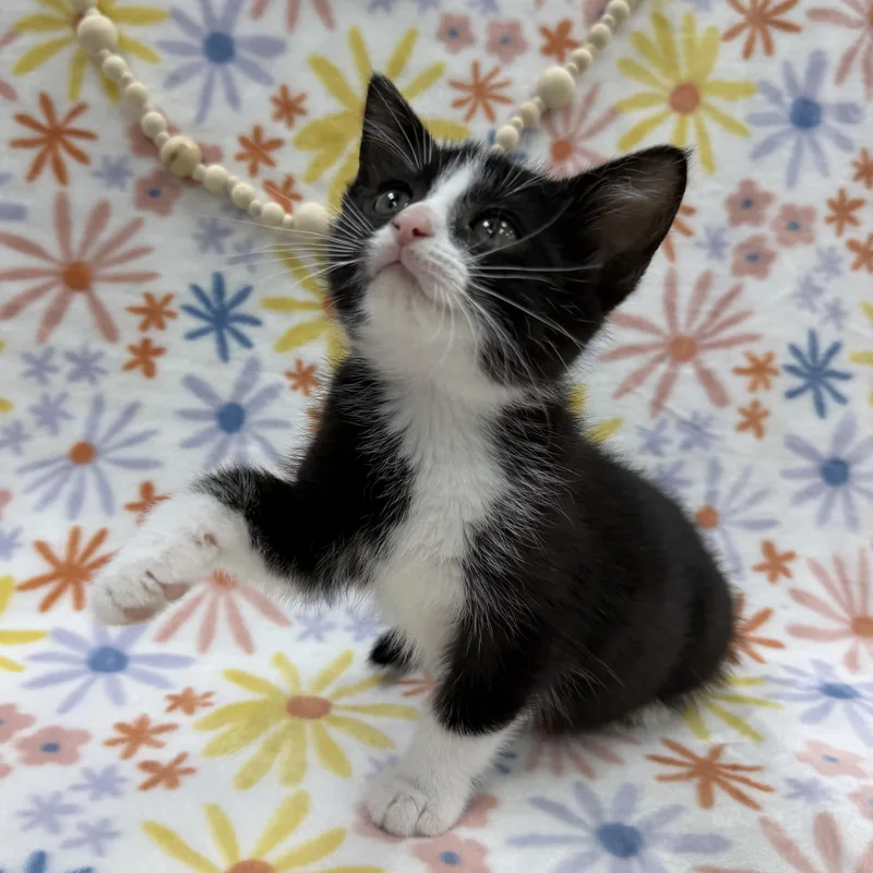 A baby medium-sized female Black & White / Tuxedo Domestic Short Hair cat named Sugar Maple for adoption in Columbus, OH