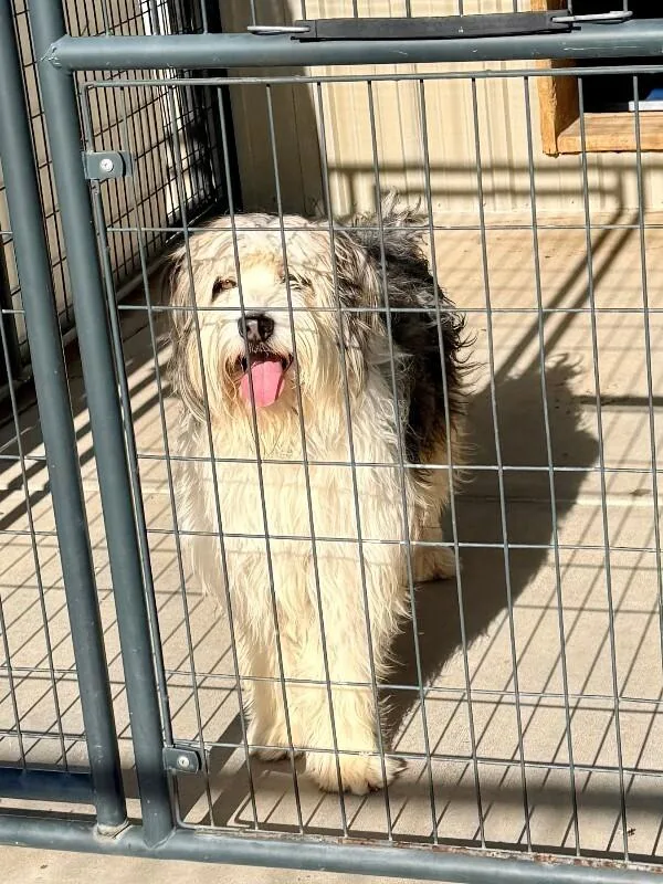 A young medium-sized male Australian Shepherd dog named Ozzie for adoption in Windsor, CO
