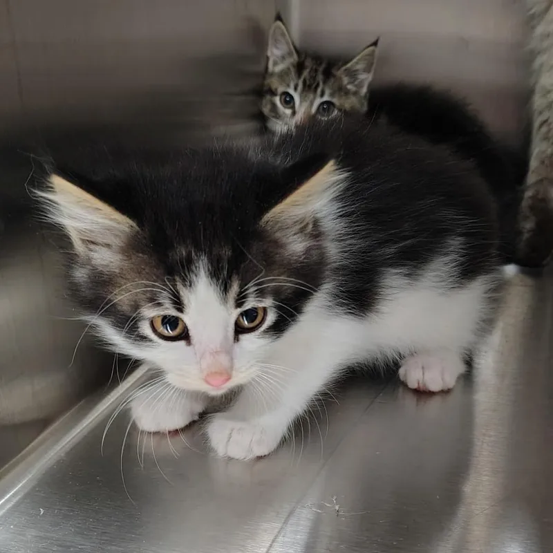 A baby small-sized male Brown / Chocolate Domestic Medium Hair cat named Mr. Smee for adoption in Coos Bay, OR