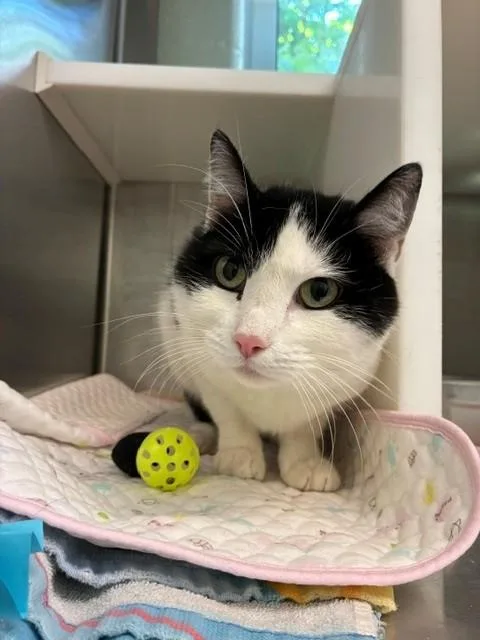 An adult medium-sized female Domestic Short Hair cat named Bean for adoption in Brighton, CO