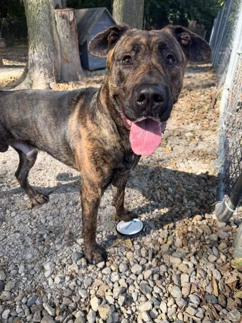 Kingsley thumbnail 2