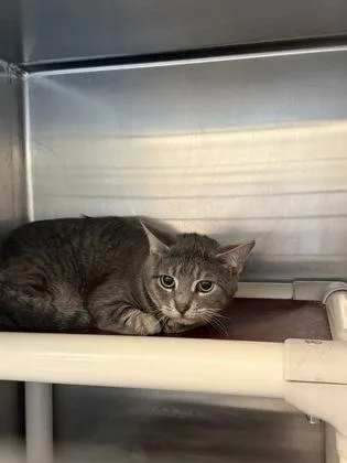 An adult small-sized male Domestic Short Hair cat named Dex for adoption in Fallston, MD