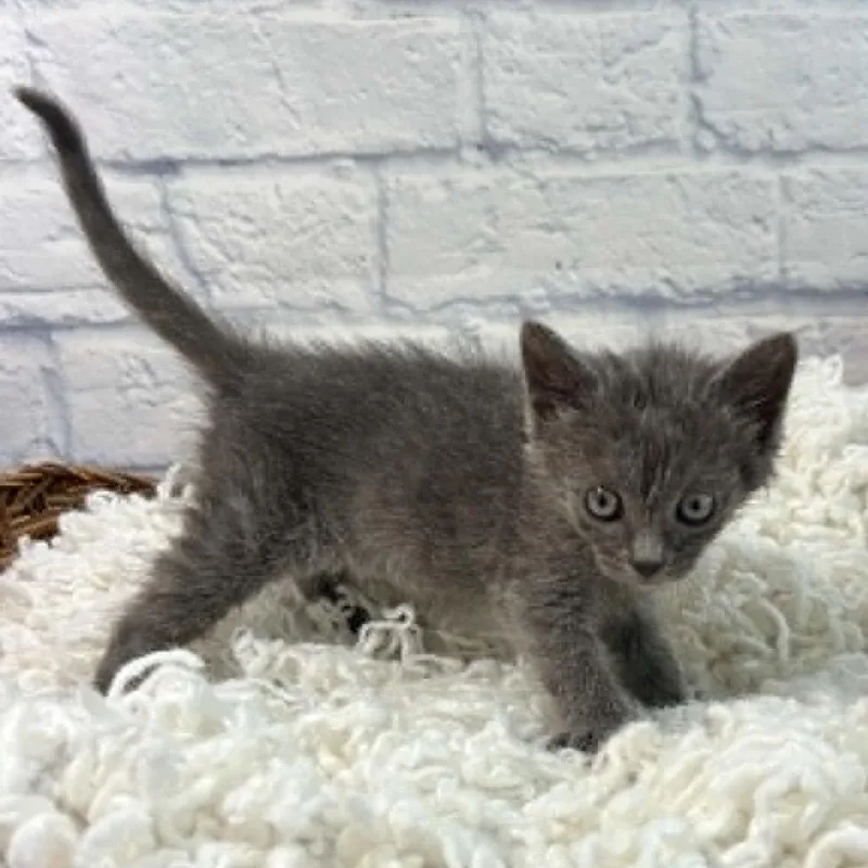 A baby small-sized female Gray / Blue / Silver Domestic Short Hair cat named Junco for adoption in Harrisonburg, VA