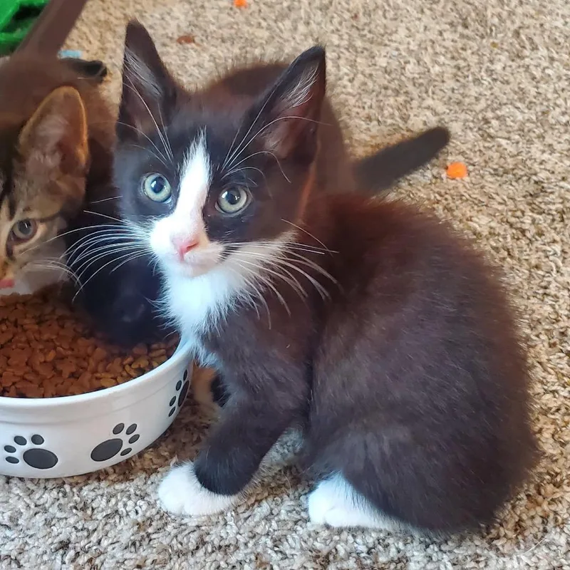 A baby small-sized male Domestic Short Hair cat named Tux for adoption in York, PA