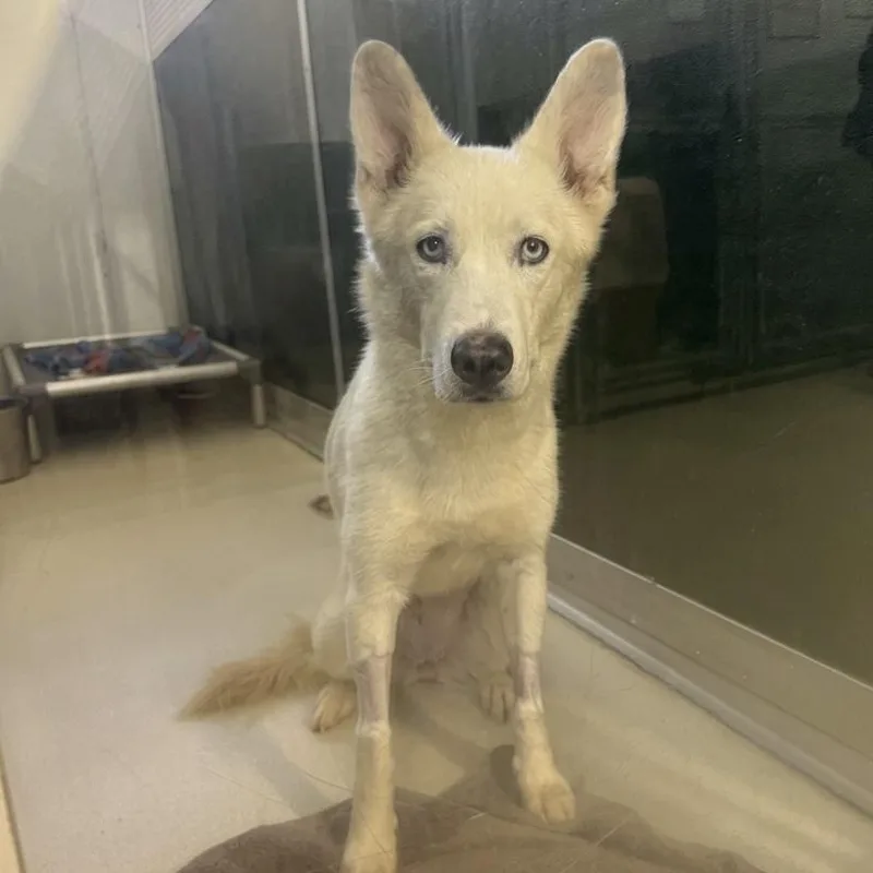 An adult medium-sized female White / Cream Husky dog named Penny for adoption in Phoenixville, PA