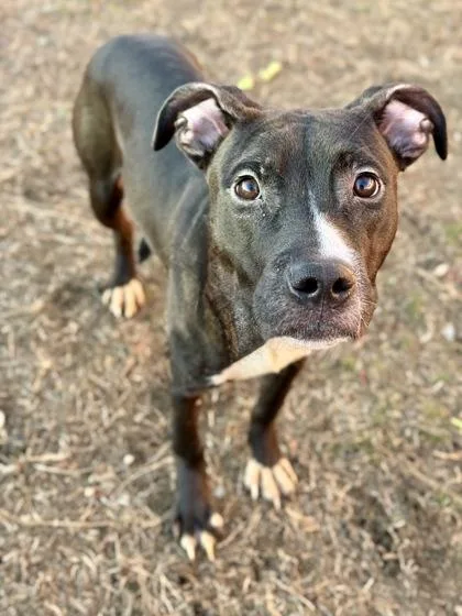 An adult medium-sized female Mixed Breed dog named Shasta for adoption in West Chester, PA
