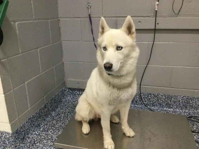 An adult large-sized male Siberian Husky dog named Loki for adoption in Thousand Palms, CA