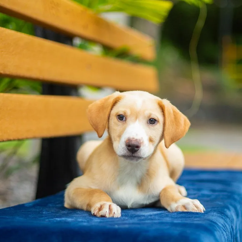 A baby medium-sized female White / Cream Mixed Breed dog named Vanilla for adoption in Kailua Kona, HI