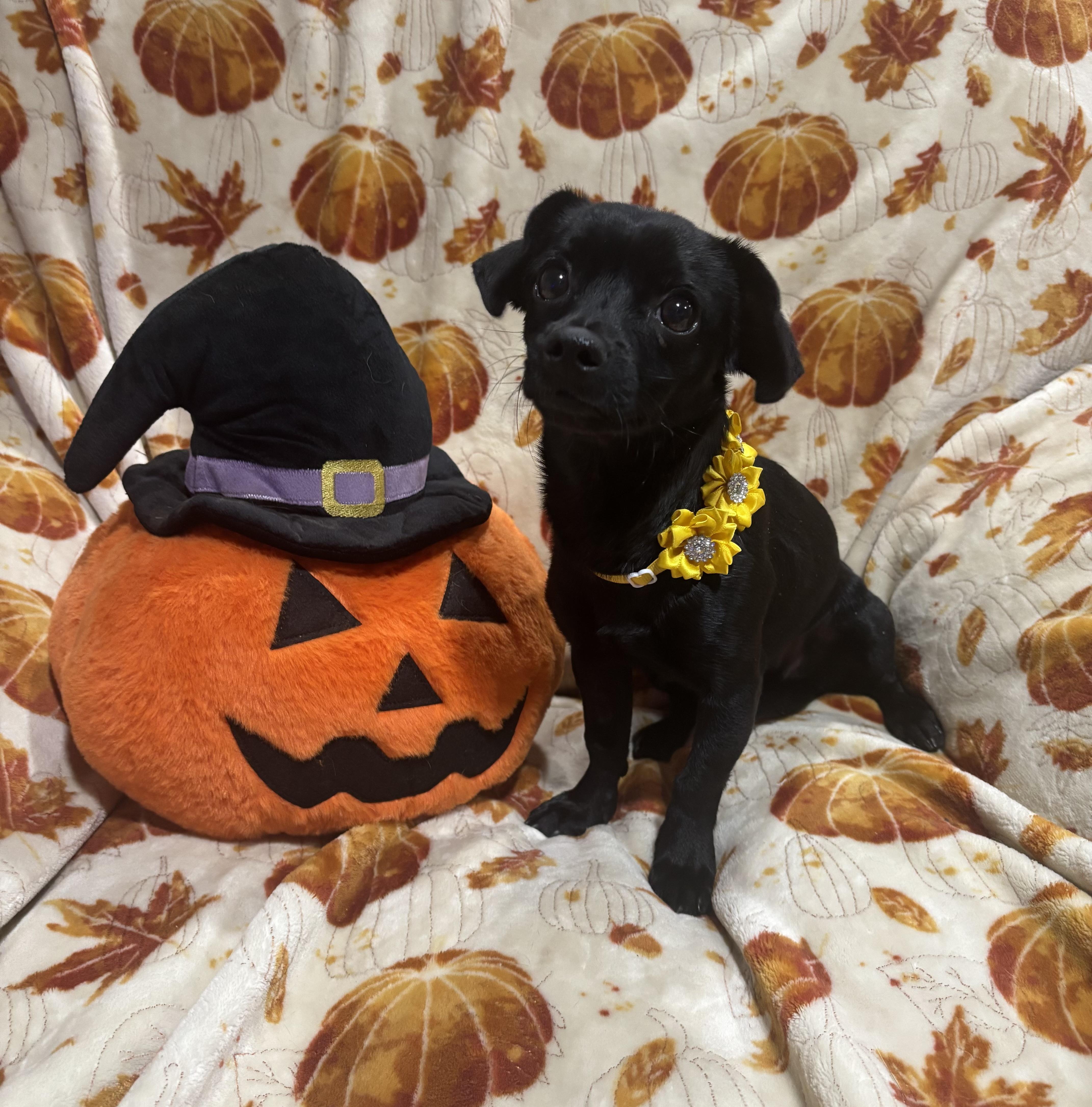 A baby small-sized female Black Chihuahua dog named Millie for adoption in Corona, CA