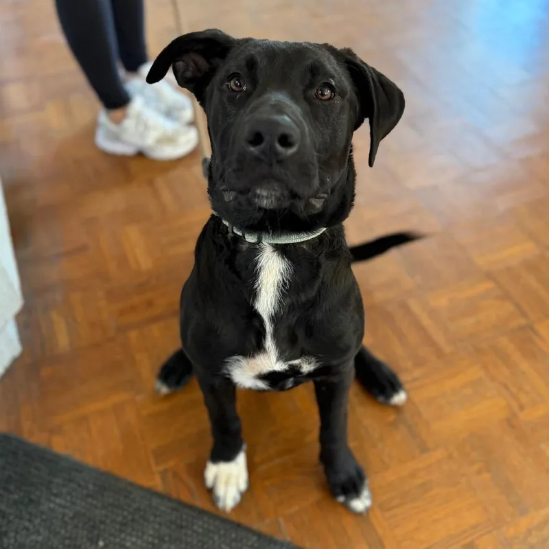 A baby medium-sized male Black Labrador Retriever dog named Boots for adoption in Santa Barbara, CA
