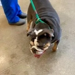 An adult medium-sized female Gray / Blue / Silver English Bulldog dog named Pandora for adoption in York, PA