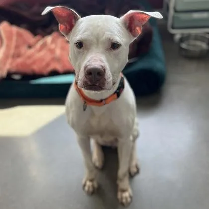 A young medium-sized female Mixed Breed dog named Queenie for adoption in Janesville, WI