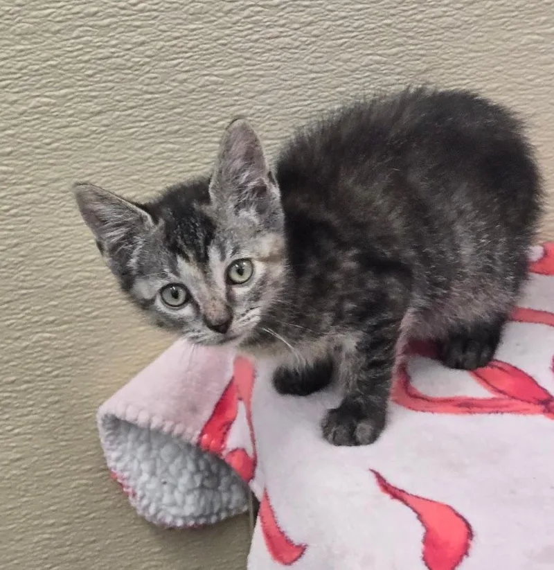 A baby small-sized female Tabby (Brown / Chocolate) Tabby cat named Pep for adoption in New Rochelle, NY