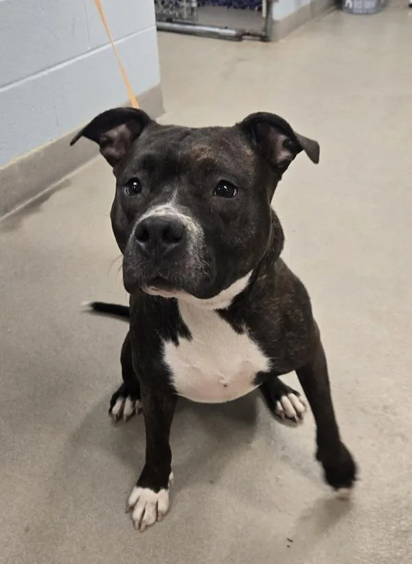 An adult medium-sized female Pit Bull Terrier dog named Burrata for adoption in Millersville, MD