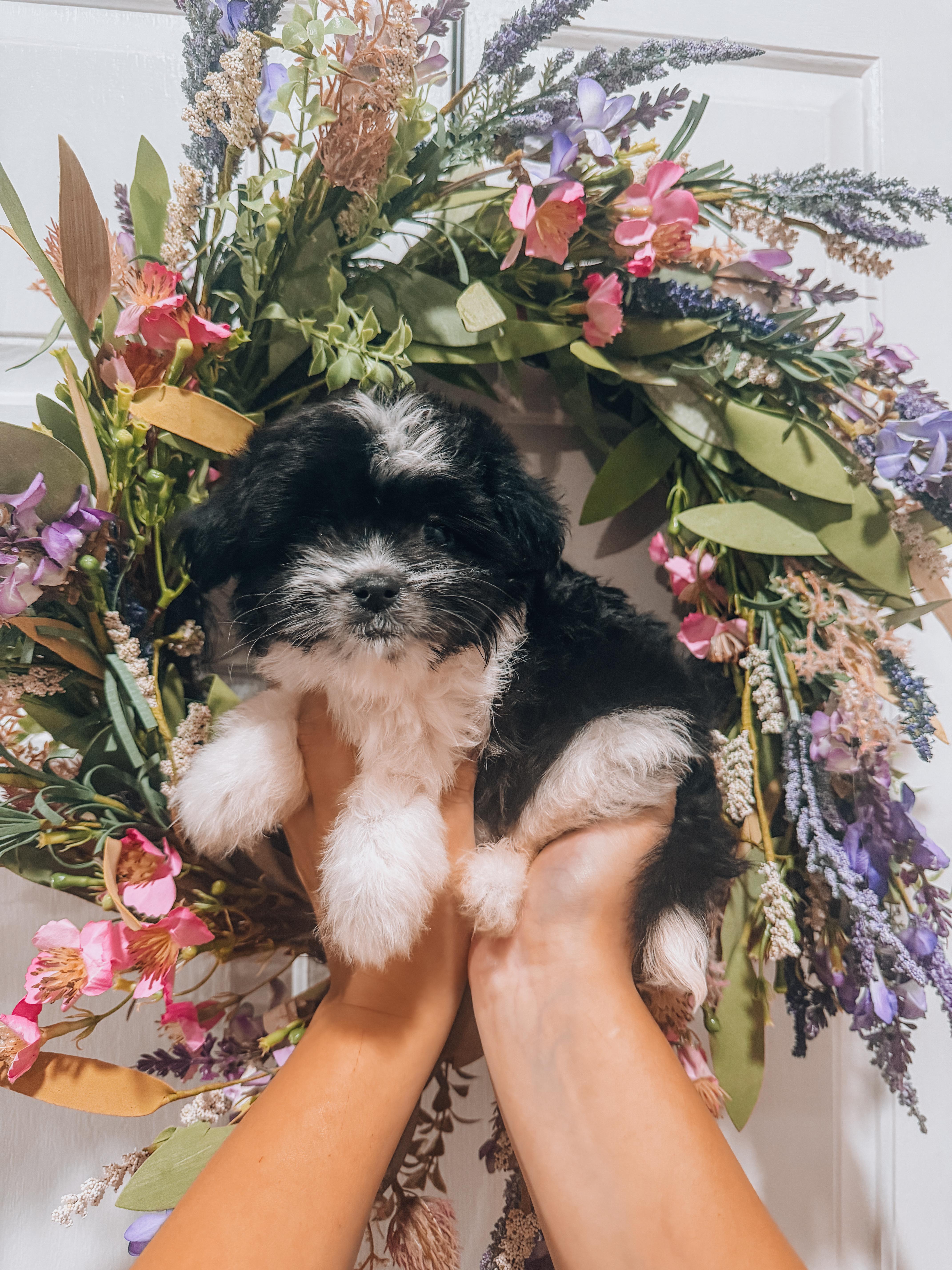 A baby small-sized female Maltipoo dog named Lilo for adoption in Goodyear, AZ