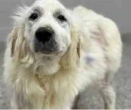 A young extra large-sized female White / Cream Great Pyrenees dog named Winter for adoption in Claremont, NC