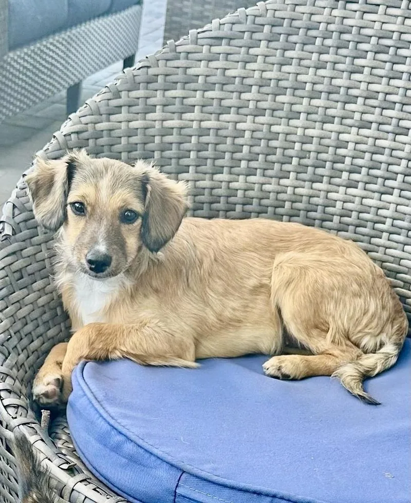 Nova