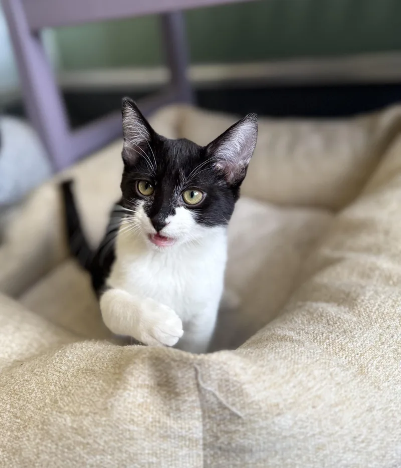 A young medium-sized male Black Domestic Short Hair cat named Tac for adoption in Eagle, CO