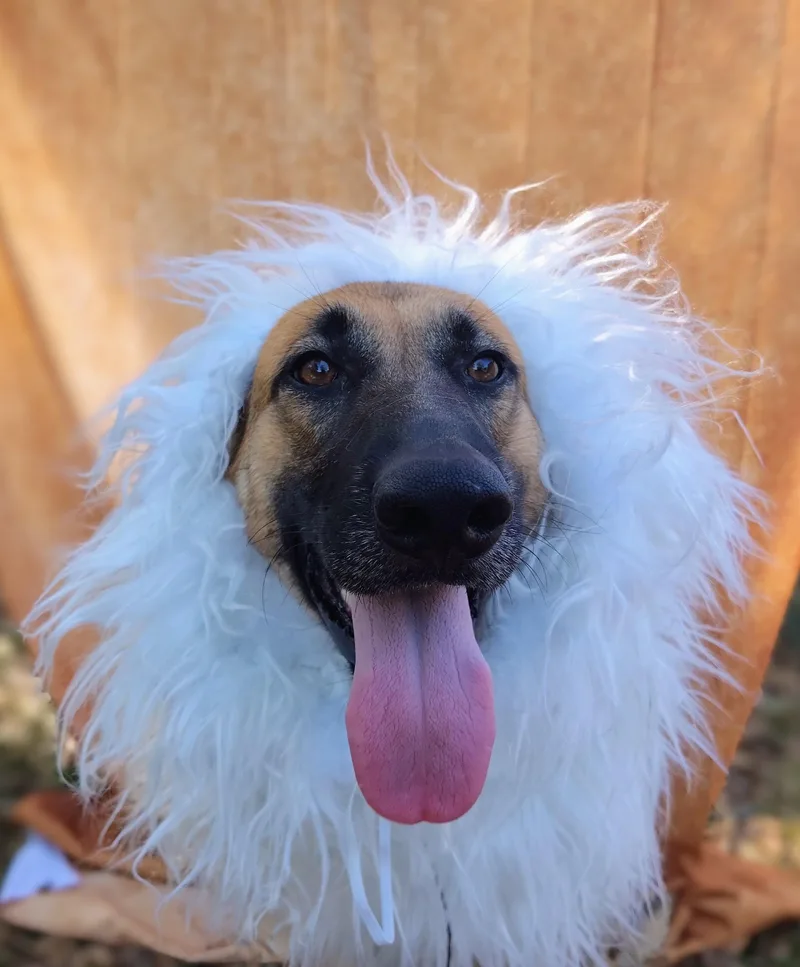 A young large-sized female Belgian Shepherd / Malinois dog named Aria for adoption in Ellaville, GA